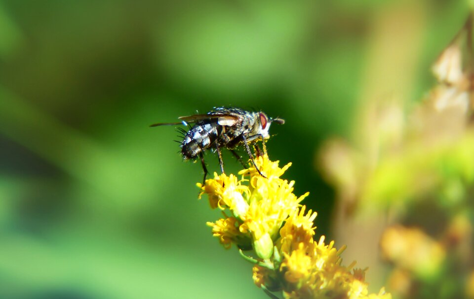 Italian flower animals