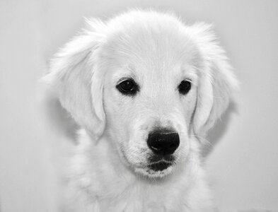 Portrait animal pet dog photo