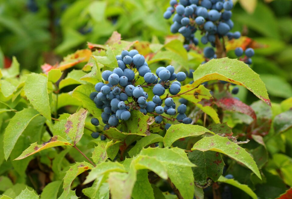 Blue fruit plants nature