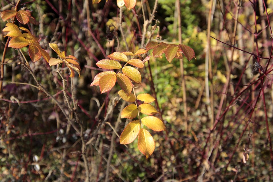 Fall color bright mood