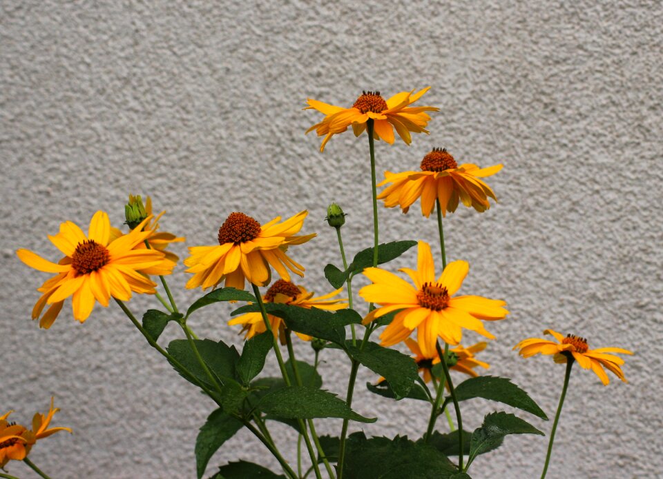 Plants summer nature