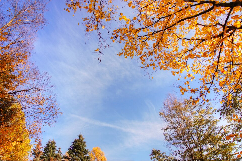Nature leaves fall foliage
