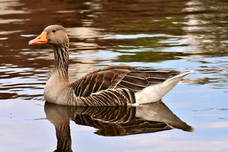 Water water bird bird