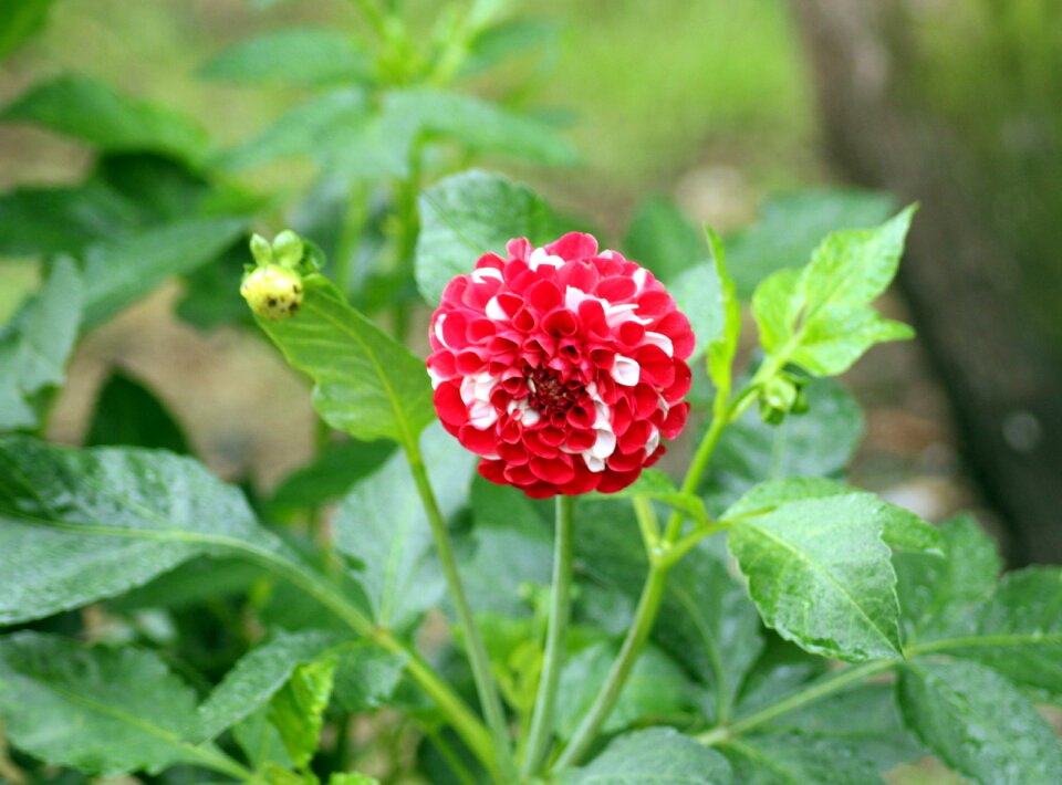 Figure plant nature