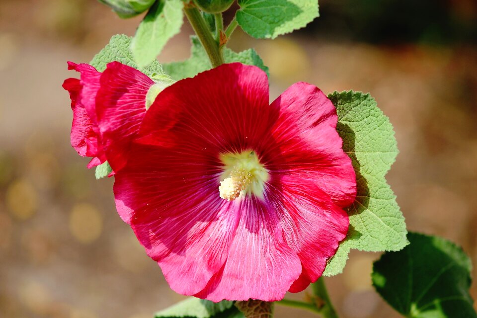 Hollyhock common peony stock rose garden photo