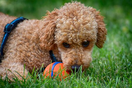 Cute play charming