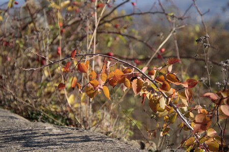 Red nature leaves