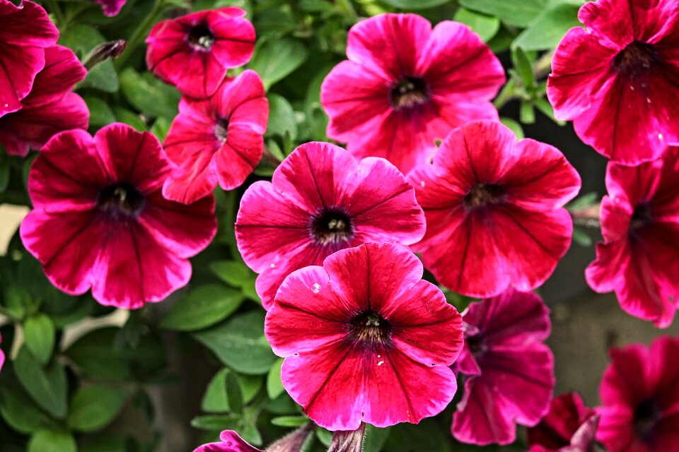 Blossom bloom ornamental plant