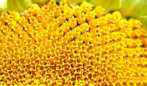 Yellow plant pollen