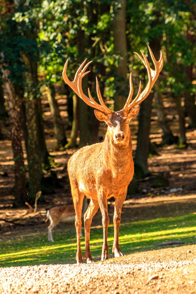 Animal animal world mammal