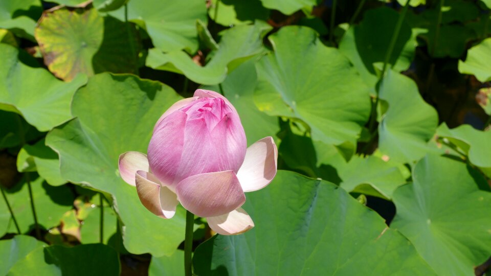 Plant nature flowers