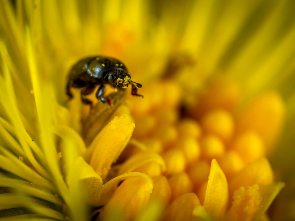 Plant outdoors pollen