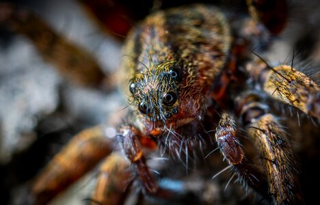 Krupnyj plan macro spider