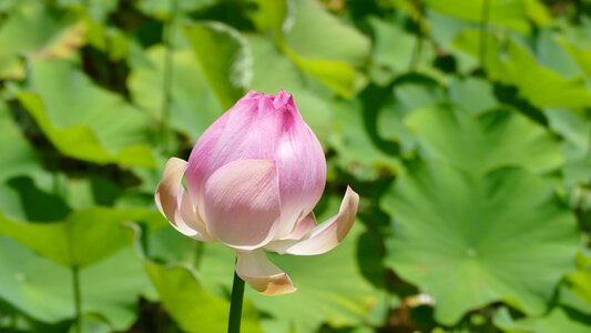 Plant nature flowers