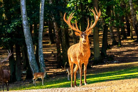 Animal animal world mammal photo