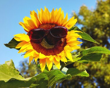 Sunflower eye protection glasses dark photo