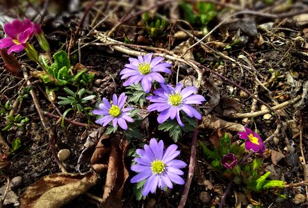 Nature plant tender photo