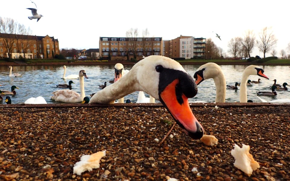 Bread close up ducks photo