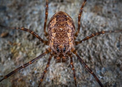 A spider-like insect bespozvonochnoe nature photo