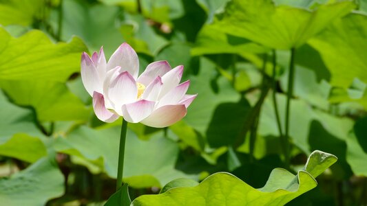 Plant nature flowers