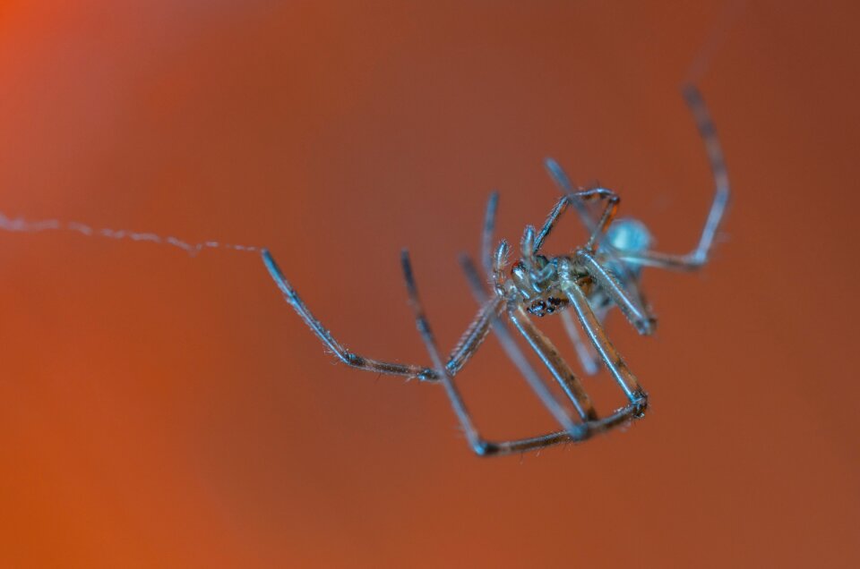 Nature phobia arachnids