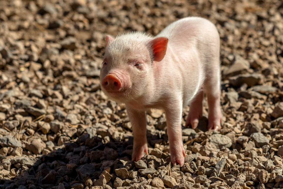 Sow curly tail lucky pig