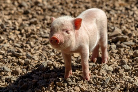 Sow curly tail lucky pig photo