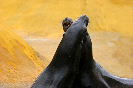 Beach fell in love with seals coast