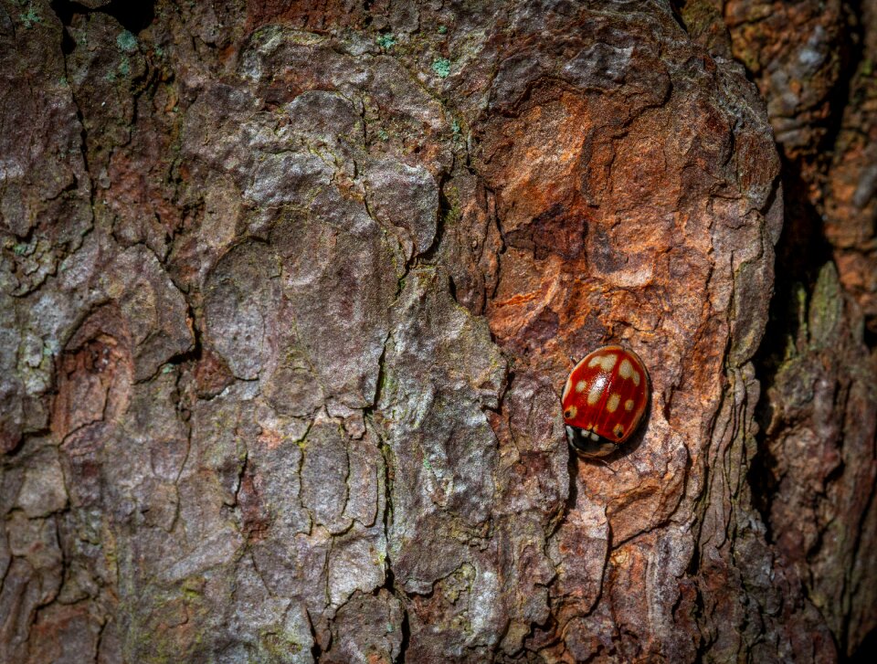 Wood bespozvonochnoe insect