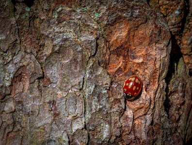 Wood bespozvonochnoe insect