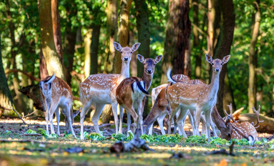 Animal animal world mammal