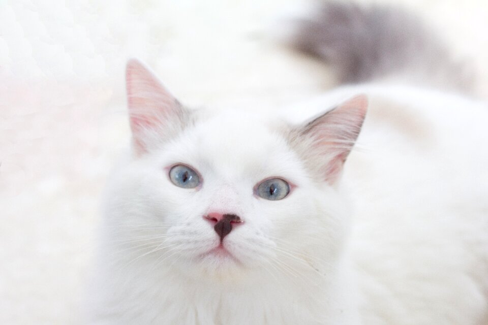 Portrait feline eyes
