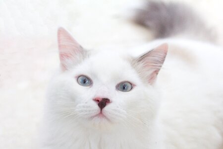 Portrait feline eyes