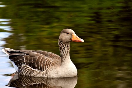 Bird poultry greylag goose photo