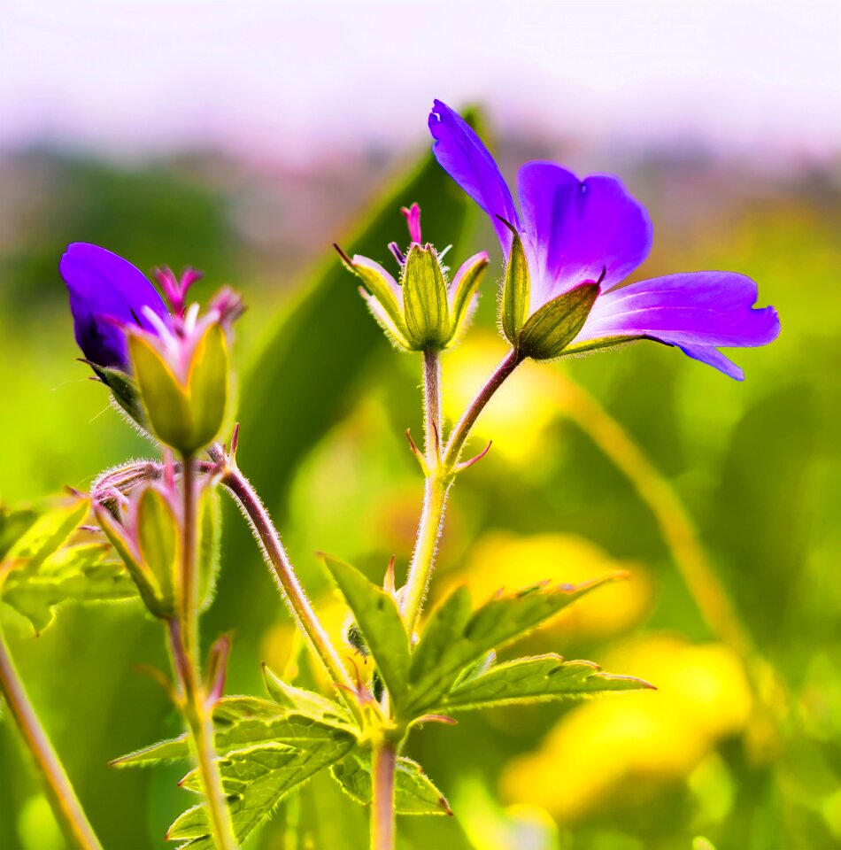 Alpine flower mountain flower landscape photo