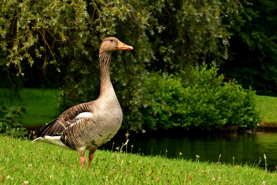 Bird nature poultry