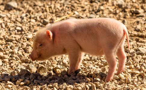 Sow curly tail lucky pig photo