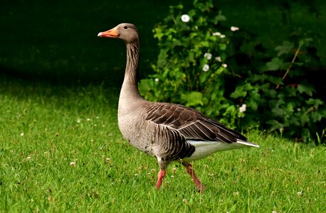 Go bird nature