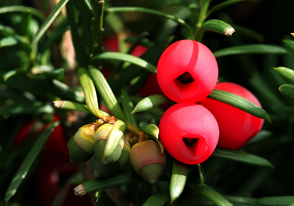 Food gil red fruits