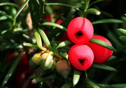 Food gil red fruits