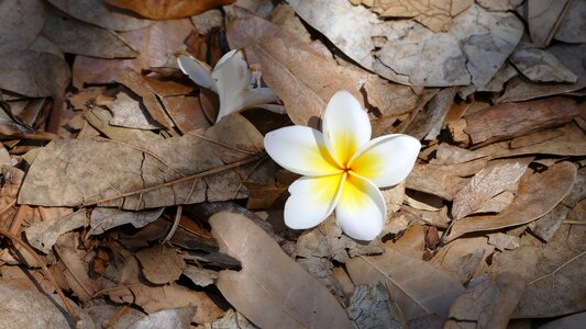 Blossom bloom frangipani