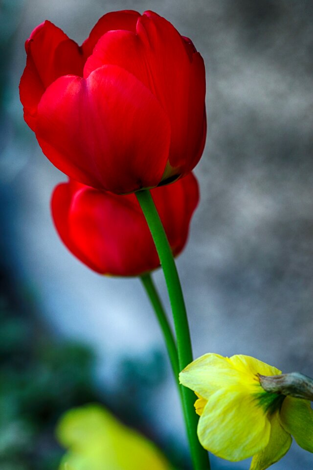 Nature spring flower