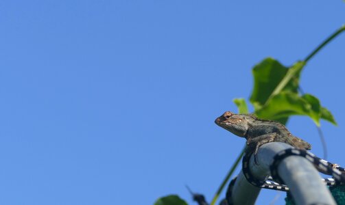 Lizard mauritius reptile