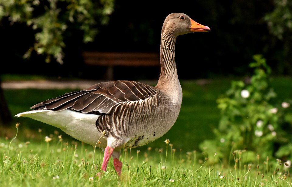 Bird nature poultry