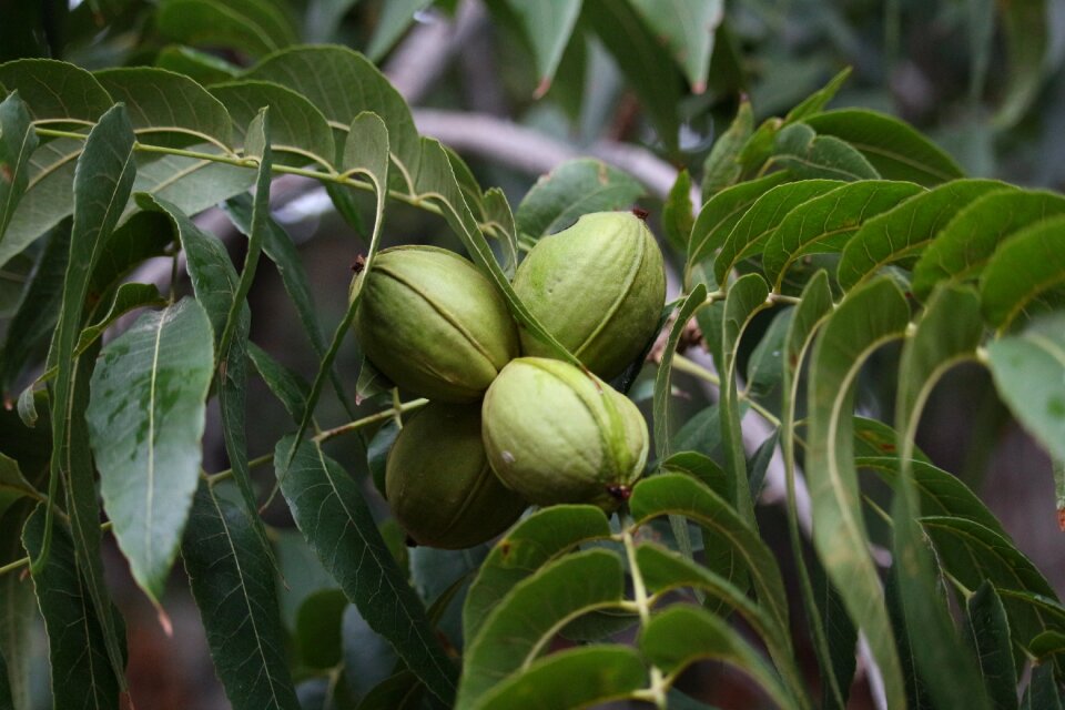 Nogalera pecan pie tree