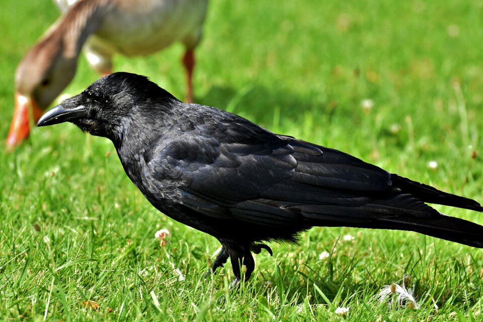 Black nature carrion crow photo