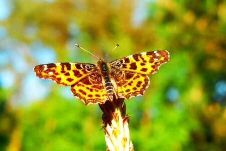 At the court of insect nature