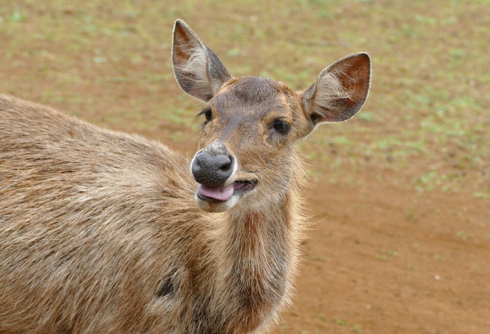 Wild animal roe deer