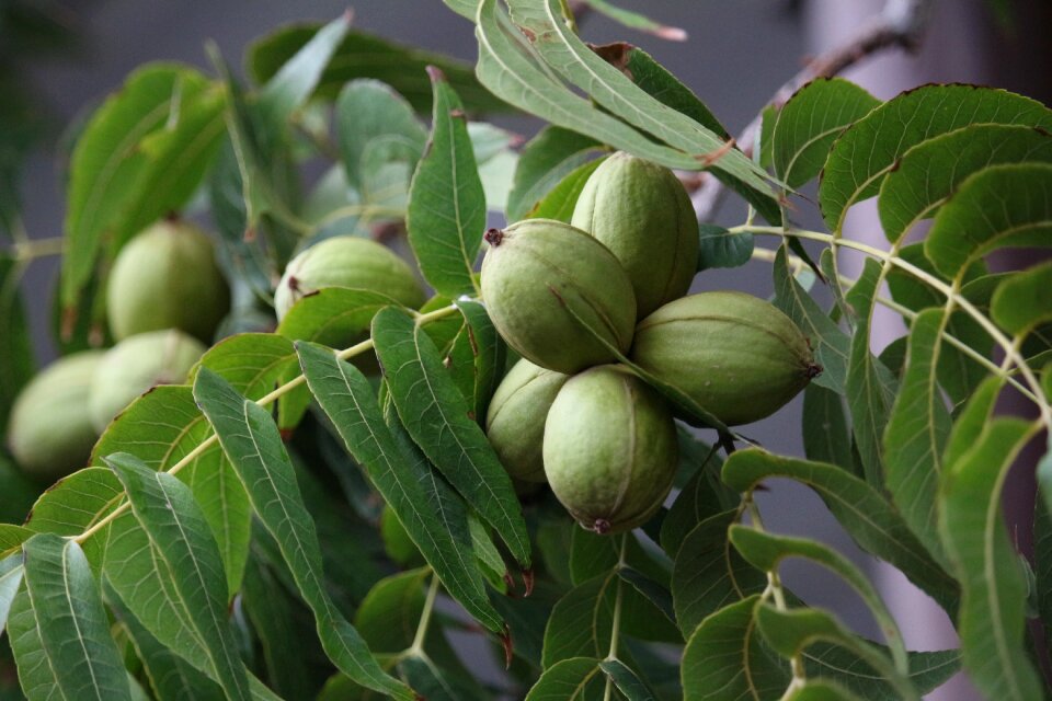 Nogalera pecan pie tree