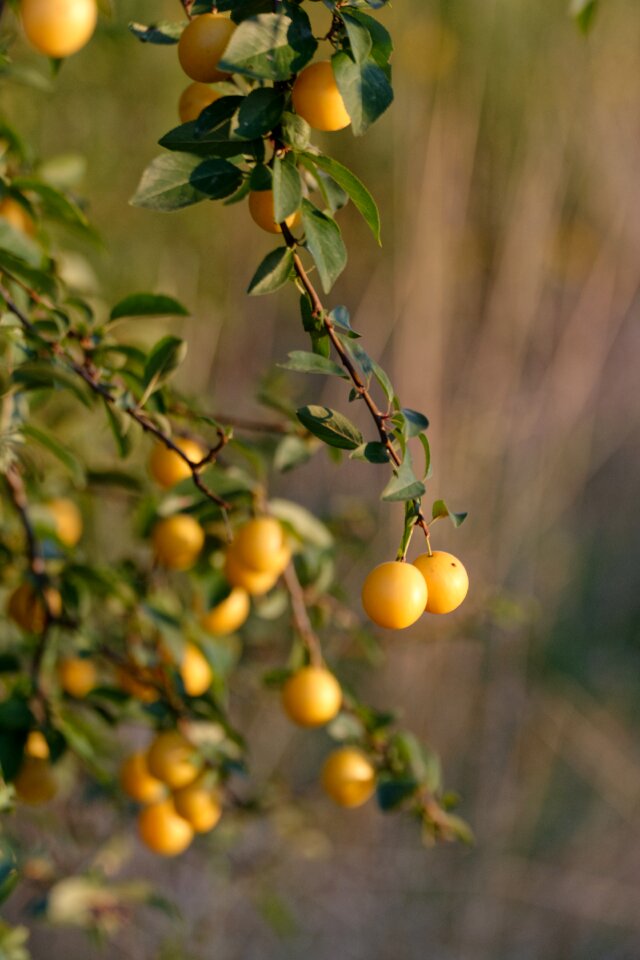 Tree plum garden